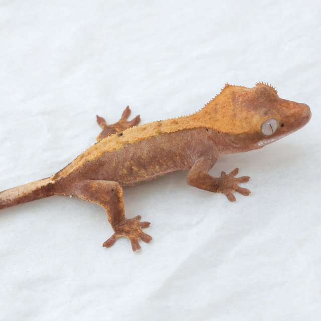 Hypo