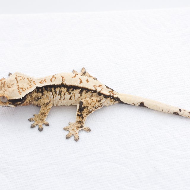 Tri Extreme Harlequin White Spot Normal