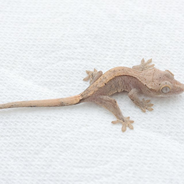 Hypo Normal
