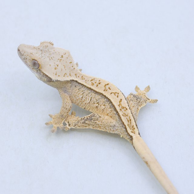 드리피 화이트스팟 트라이 익스트림할리퀸