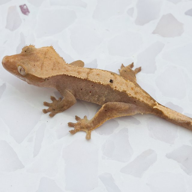 Hypo