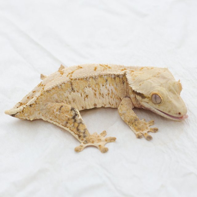 Normal Tri Drippy Extreme Harlequin Quad White Spot