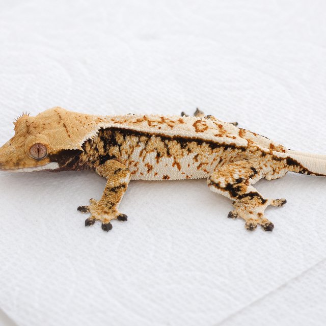 Tri Extreme Harlequin Normal