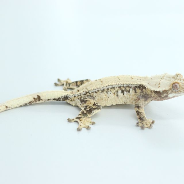 노멀 드리피 트라이 익스트림할리퀸