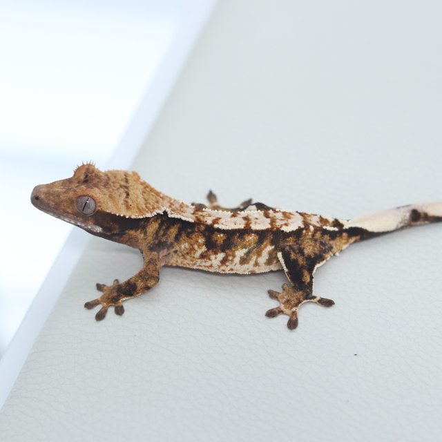 Normal Tri Extreme Harlequin Tangerine