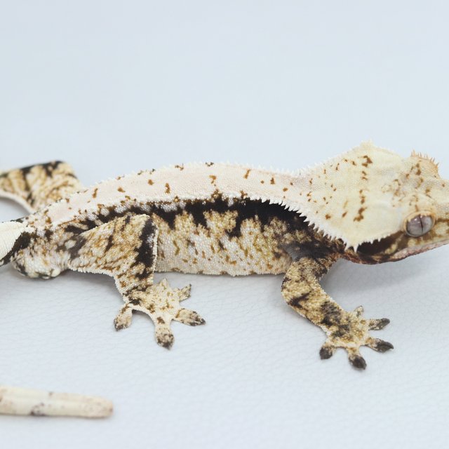 Normal Tri White Spot Extreme Harlequin