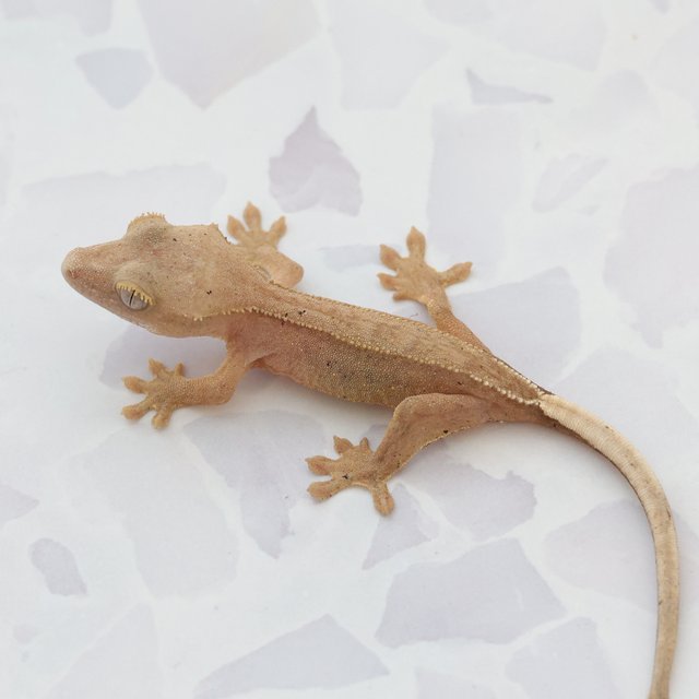 Phantom Hypo Normal