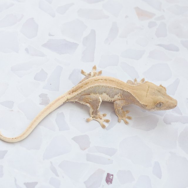 Hypo Lilly White