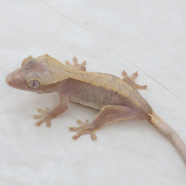 Hypo