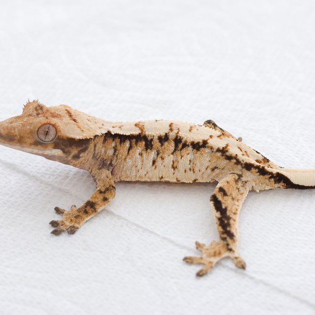 Drippy White Spot Tri Extreme Harlequin Normal