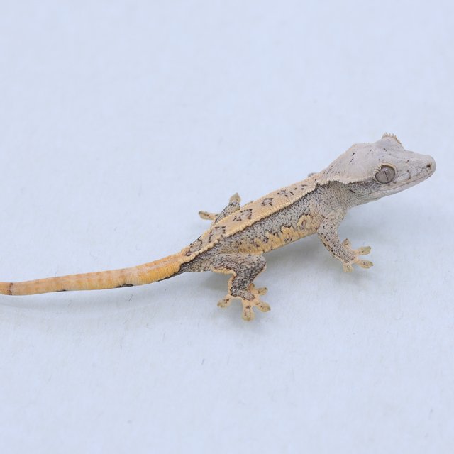 트라이 익스트림할리퀸 쿼드 드리피 화이트스팟