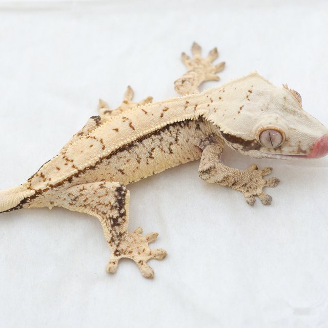Drippy Tri Normal Extreme Harlequin White Spot