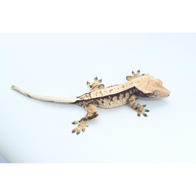 Normal Tri Extreme Harlequin