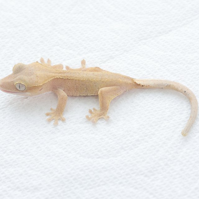 Hypo Red Phantom