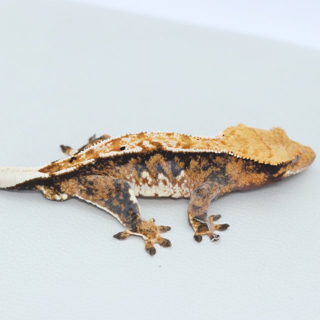 Normal Tri Extreme Harlequin Tangerine