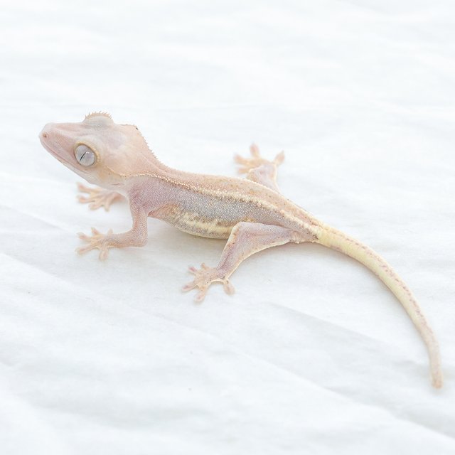 Lilly White Hypo