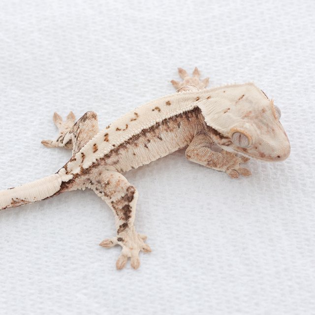 Tri Extreme Harlequin Drippy White Spot Normal