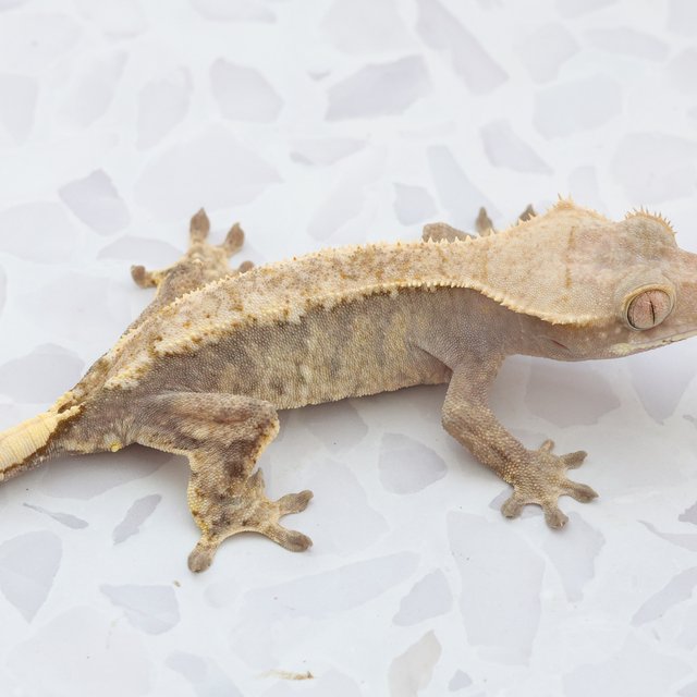 Hypo Cappuccino