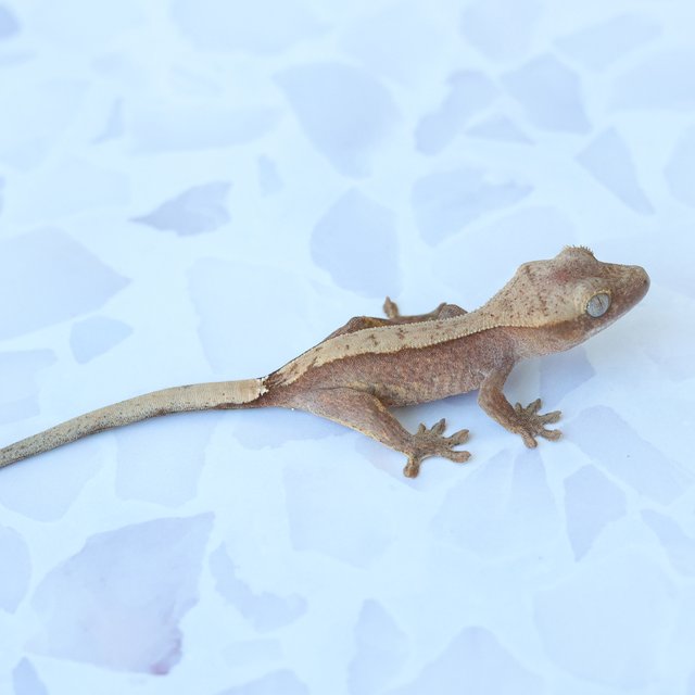 Hypo