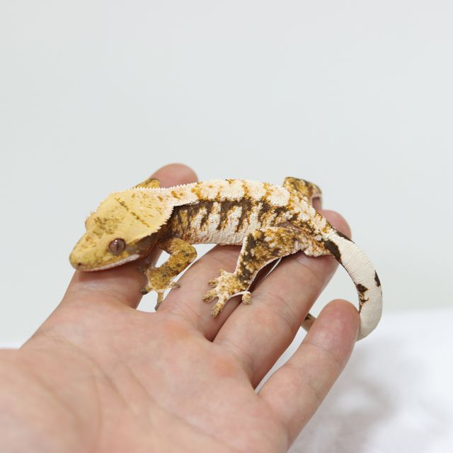 트라이 익스트림할리퀸