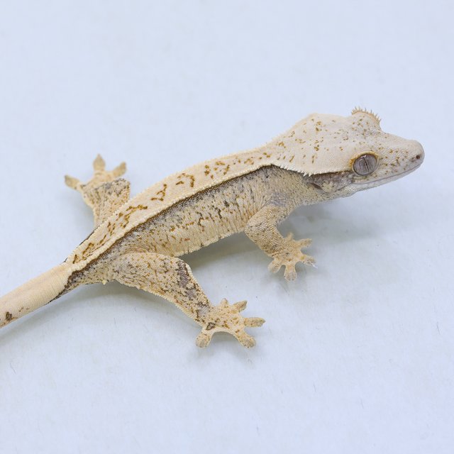 드리피 화이트스팟 트라이 익스트림할리퀸