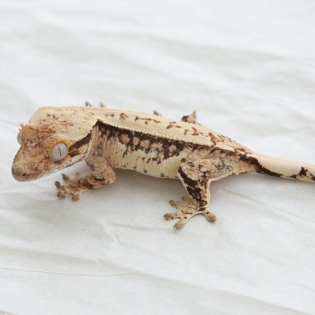 Normal White Spot Drippy Tri Extreme Harlequin