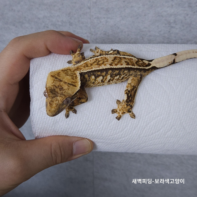 트라이 익스트림할리퀸