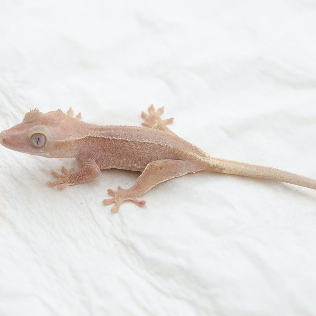 Phantom Hypo Lilly White Red