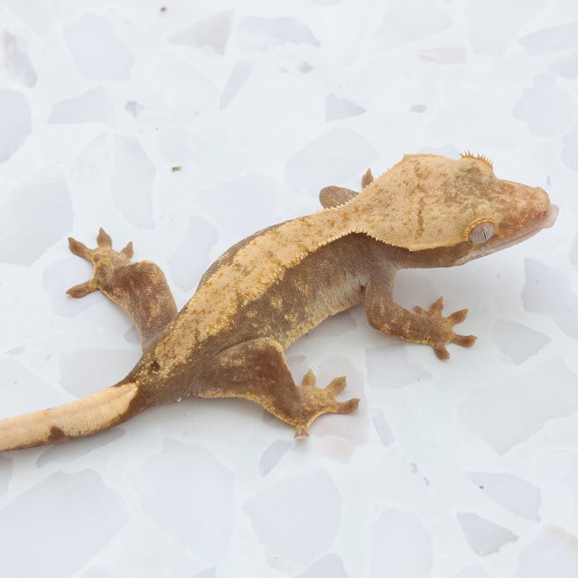 Hypo