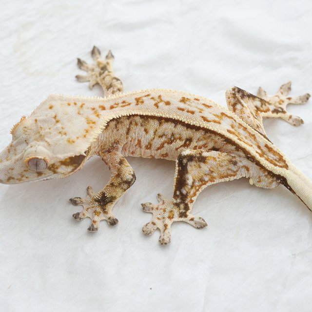 Quad Full Pinstripe Tri Extreme Harlequin Normal
