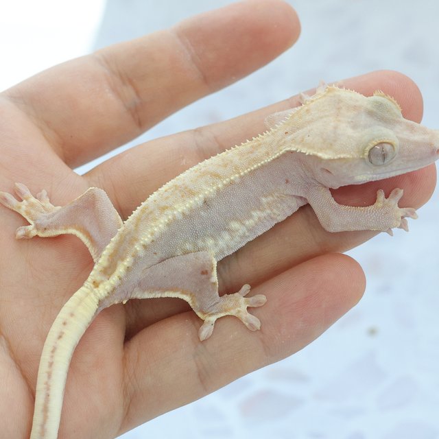 Lilly White Hypo