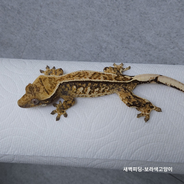 트라이 익스트림할리퀸