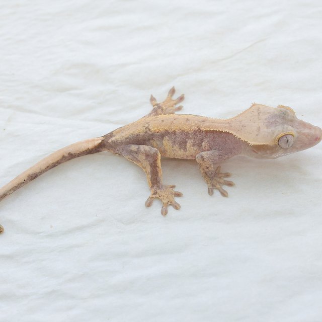 Hypo