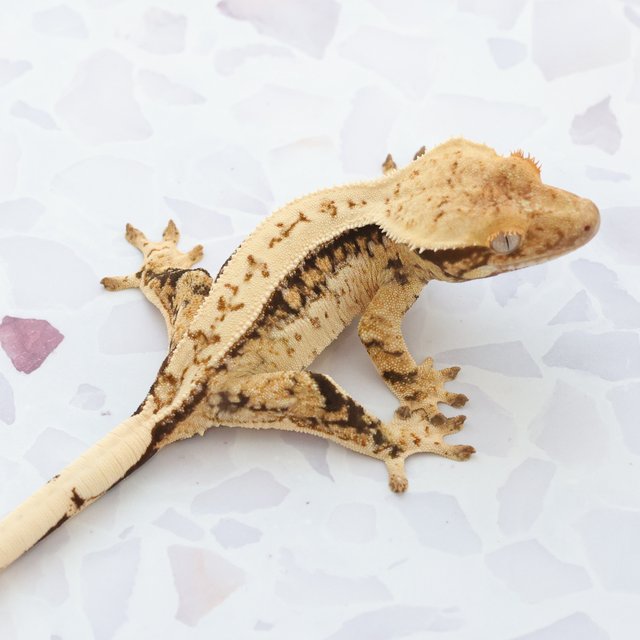 Drippy White Spot Tri Extreme Harlequin Quad Full Pinstripe