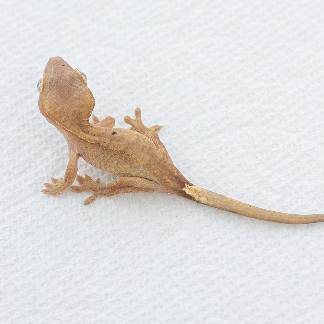 Normal Hypo