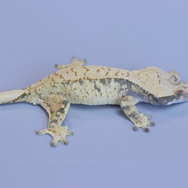 Drippy White Spot Tri Extreme Harlequin Normal