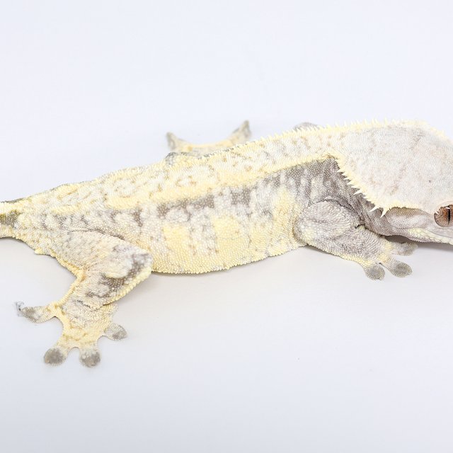 드리피 화이트스팟 트라이 익스트림할리퀸