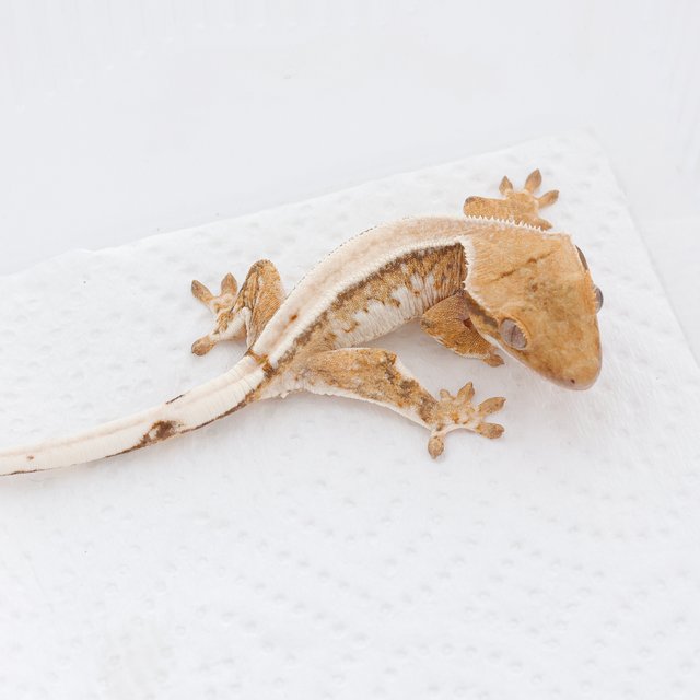 Extreme Harlequin Normal Tri