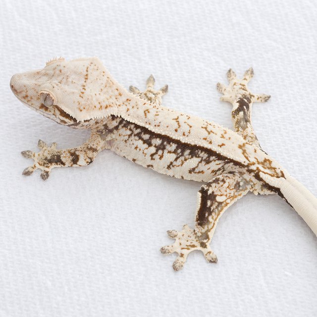 Tri Extreme Harlequin Quad Normal