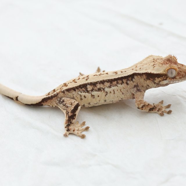 Normal White Spot Drippy Tri Extreme Harlequin