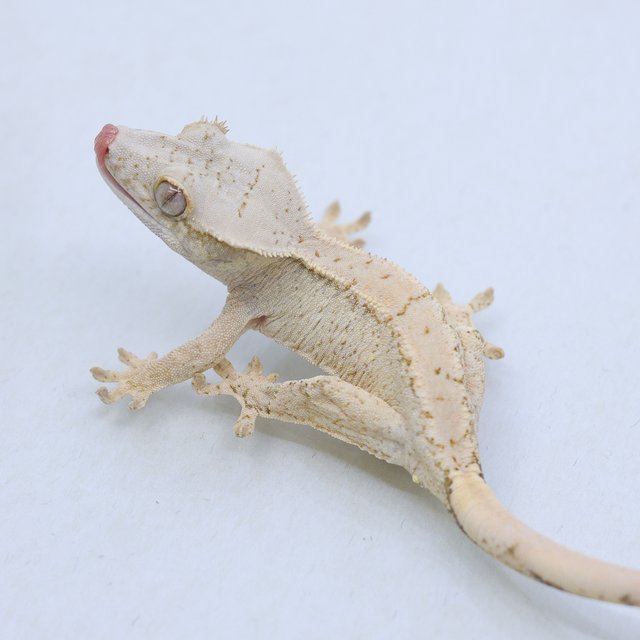 드리피 화이트스팟 트라이 익스트림할리퀸