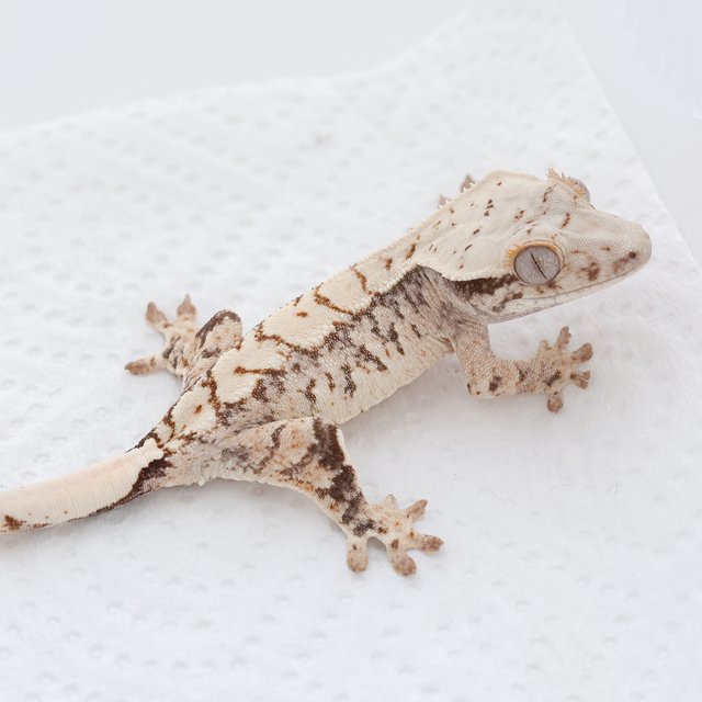 Tri Extreme Harlequin Normal White Spot