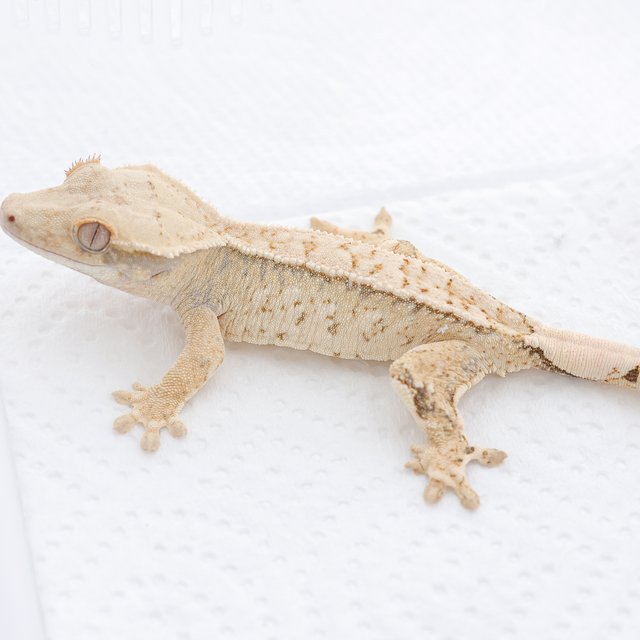 Drippy White Spot Tri Extreme Harlequin