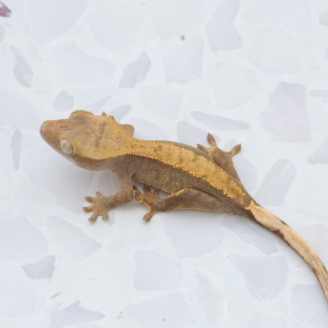 Hypo