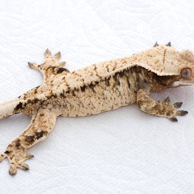 드리피 화이트스팟 트라이 익스트림할리퀸