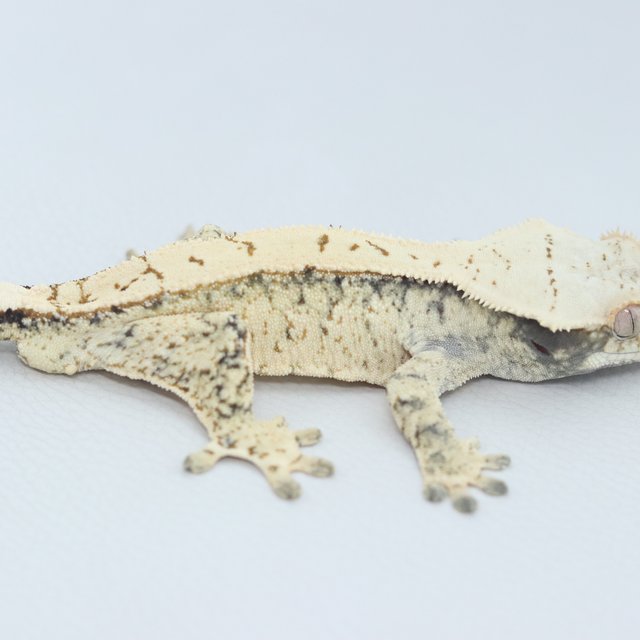 Normal Tri Extreme Harlequin