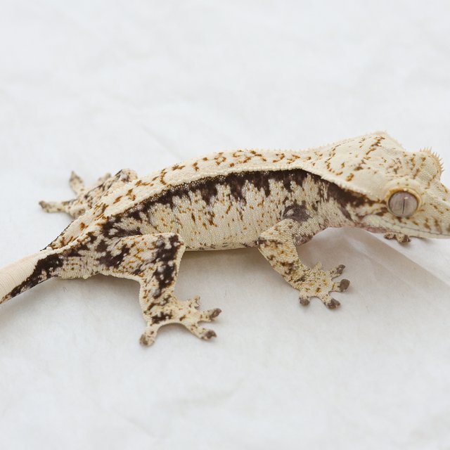 Tri Extreme Harlequin