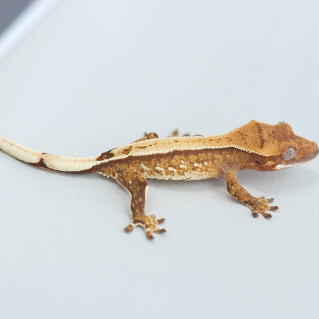 노멀 트라이 익스트림할리퀸