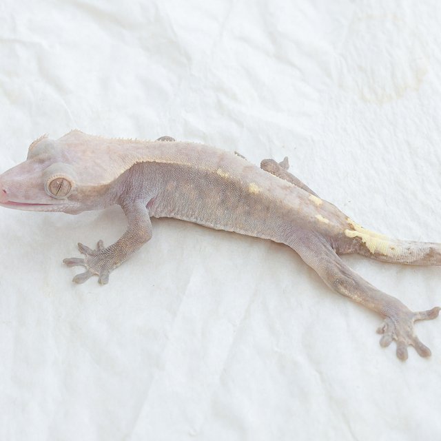 Cappuccino Hypo
