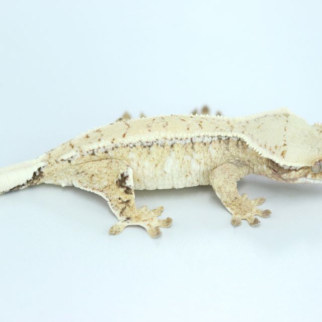 노멀 트라이 드리피 화이트스팟 익스트림할리퀸